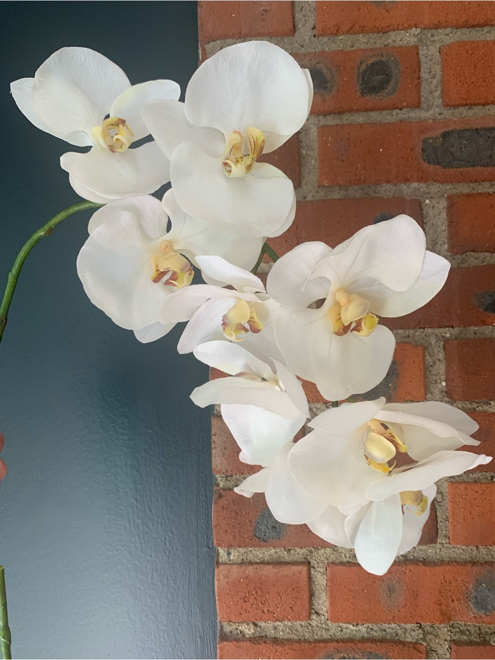 Crate & Barrel Faux Orchid Stem